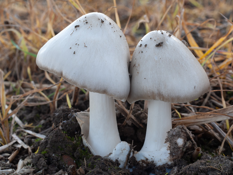 Volvariella gloiocephala